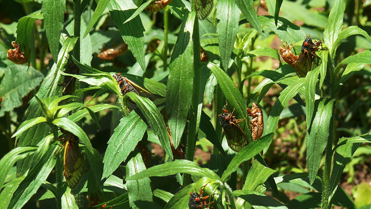 Featured image for "Anticipating the Roar: Illinois Braces for Rare Double Brood Cicada Emergence"