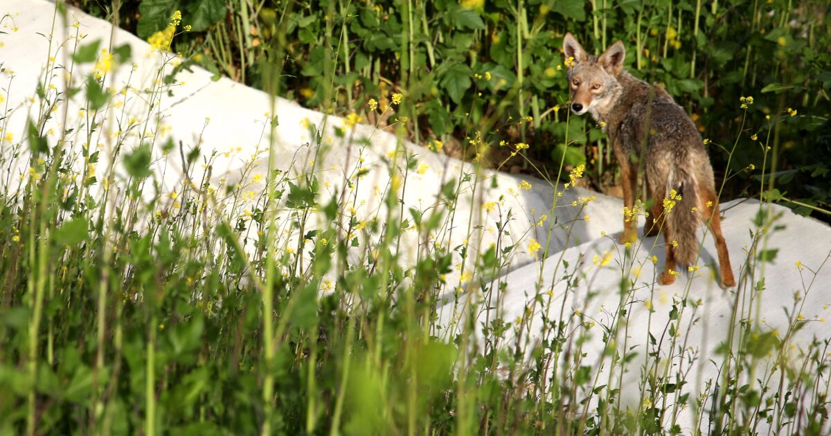 Featured image for Coyote Invades California Home Through Doggie Door