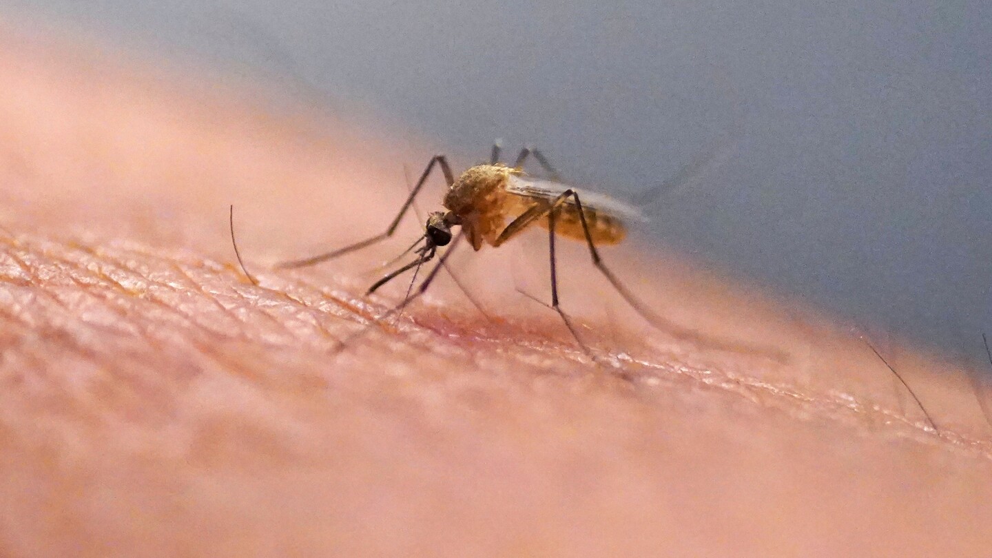Featured image for First Local Chikungunya Case in New York Since 2019