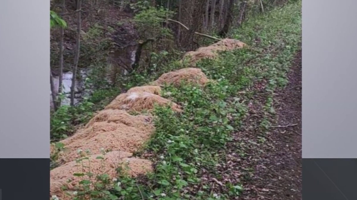Featured image for Mystery Pasta Dumped in New Jersey Woods Raises Questions and Concerns.