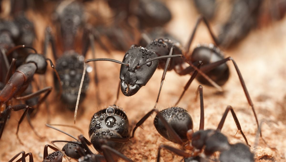 Featured image for Unearthing the World's Hidden Megalopolis