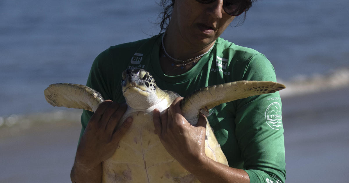 Featured image for "Global Threat: Migratory Species Facing Extinction Due to Human Impact, UN Report Warns"