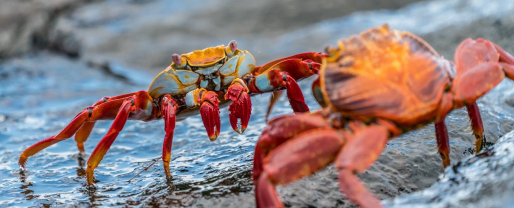 Featured image for The Mysterious Continuation of Crab Evolution.