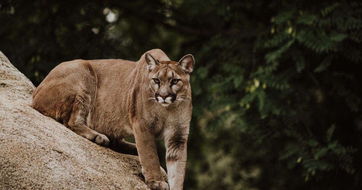 Featured image for First North American Case of 'Staggering Disease' Found in Colorado Mountain Lion