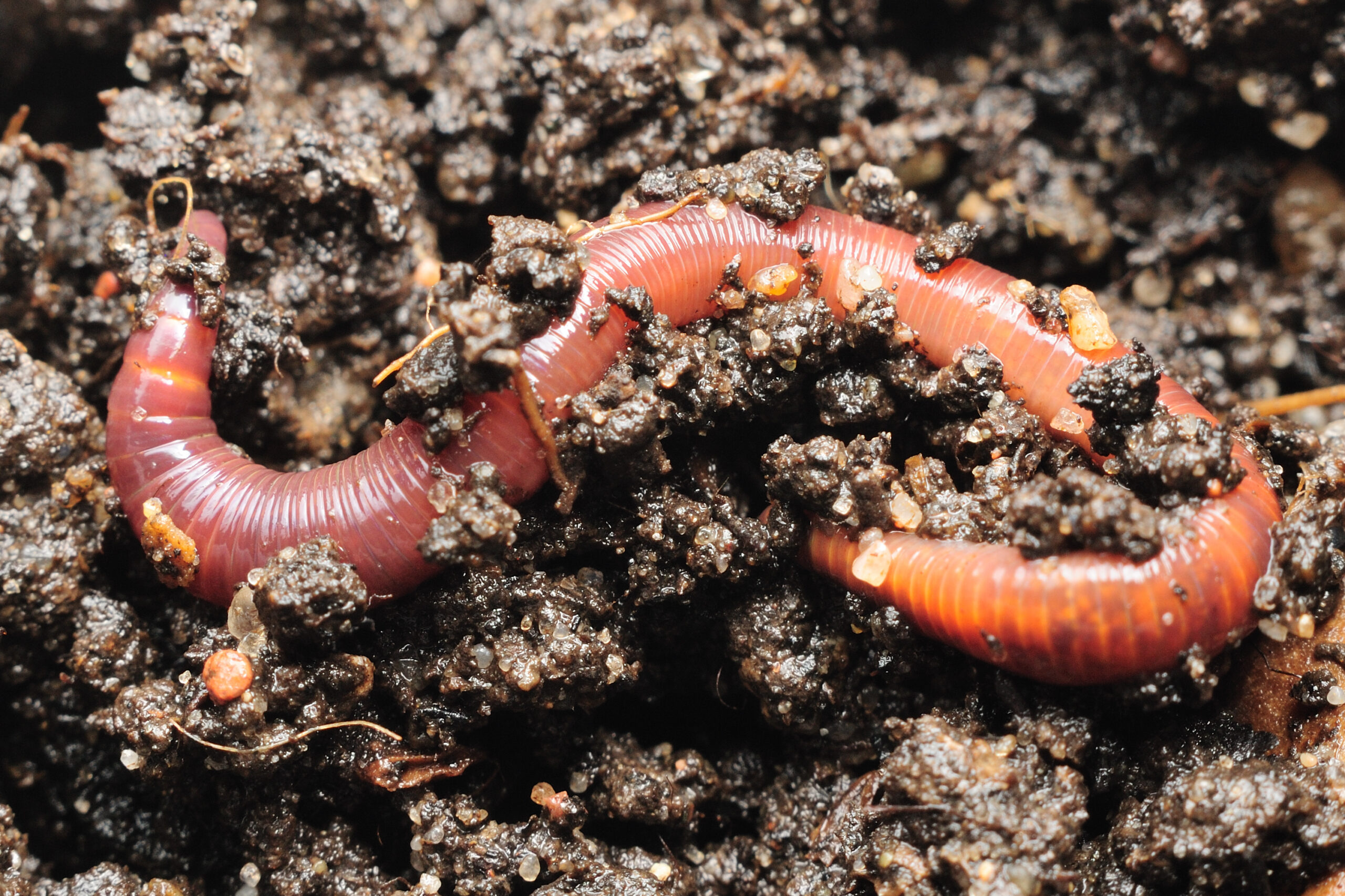 Featured image for "Ecological Impact: Invasive Earthworms Reshaping North American Ecosystems"