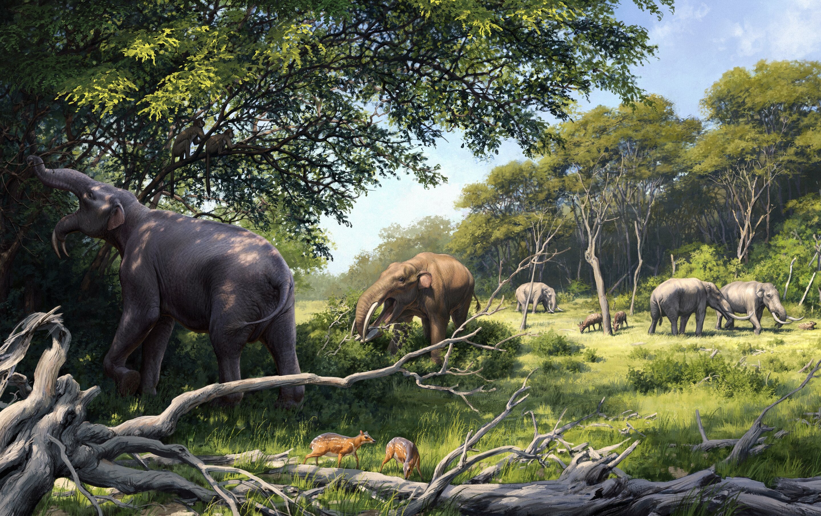 Evolutionary Response: Elephant Teeth Adapt to Climate and Diet Changes in Africa