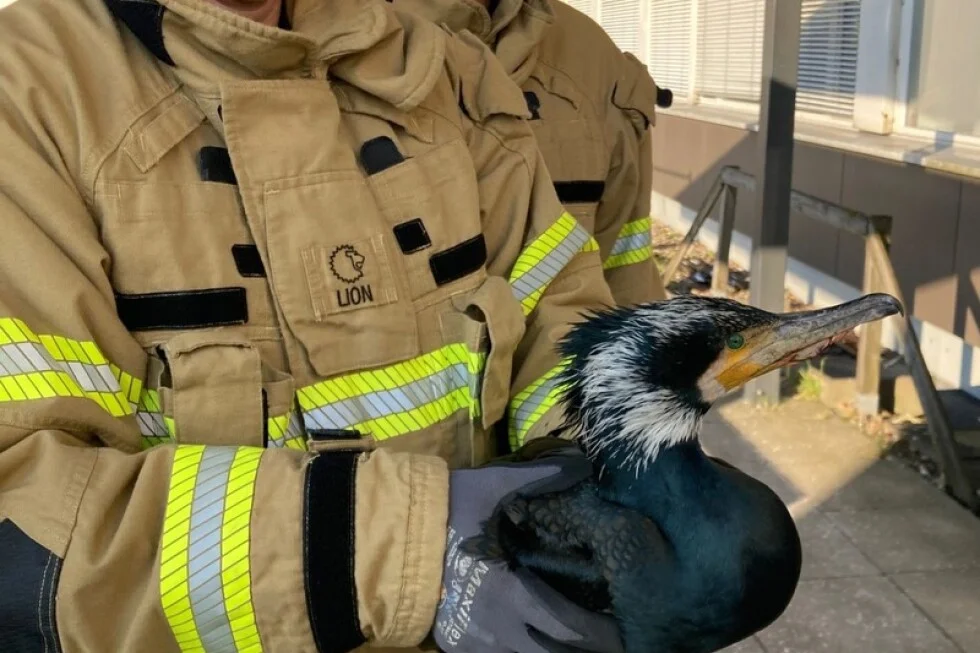 Bremen Firefighters Rescue Injured Cormorant Pleading for Help at ER