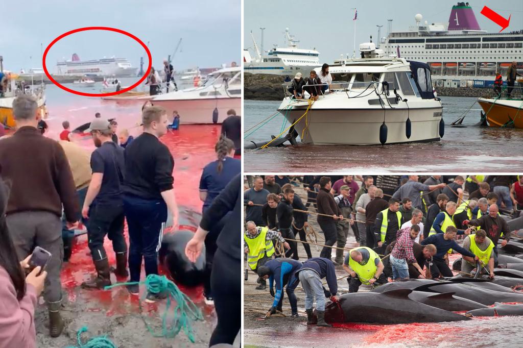 Featured image for Cruise passengers traumatized as 78 dolphins killed in brutal whaling tradition