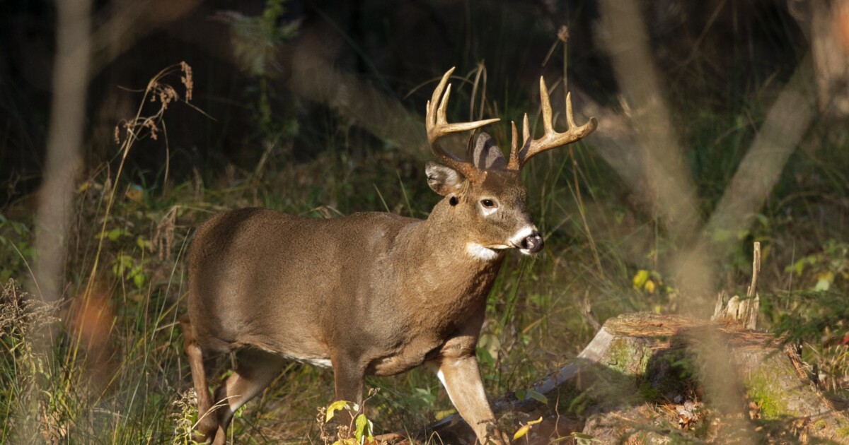 Featured image for Pennsylvania Implements New Rules to Combat Chronic Wasting Disease in Deer