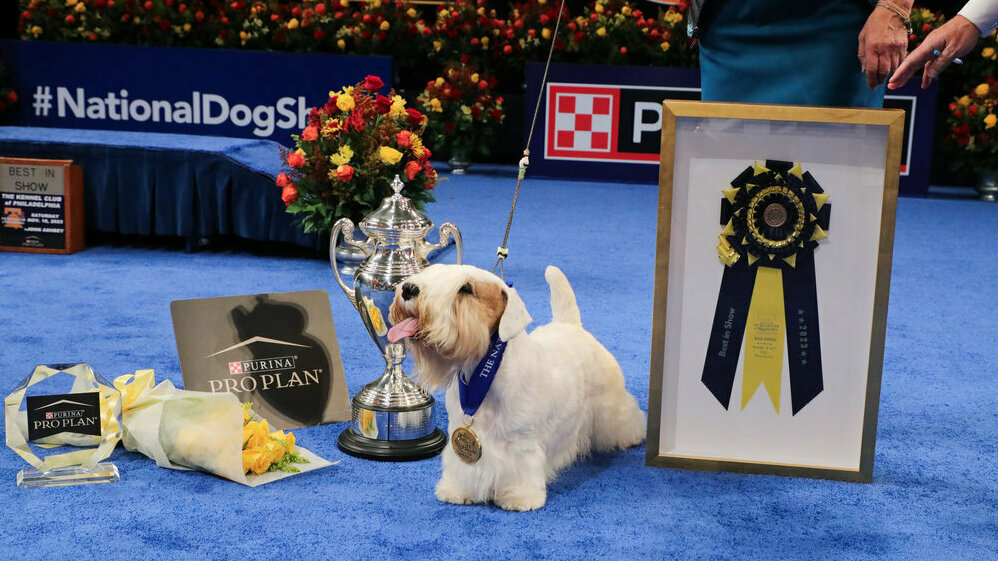 Featured image for Stache the Sealyham Terrier Takes Home Top Prize at 2023 National Dog Show
