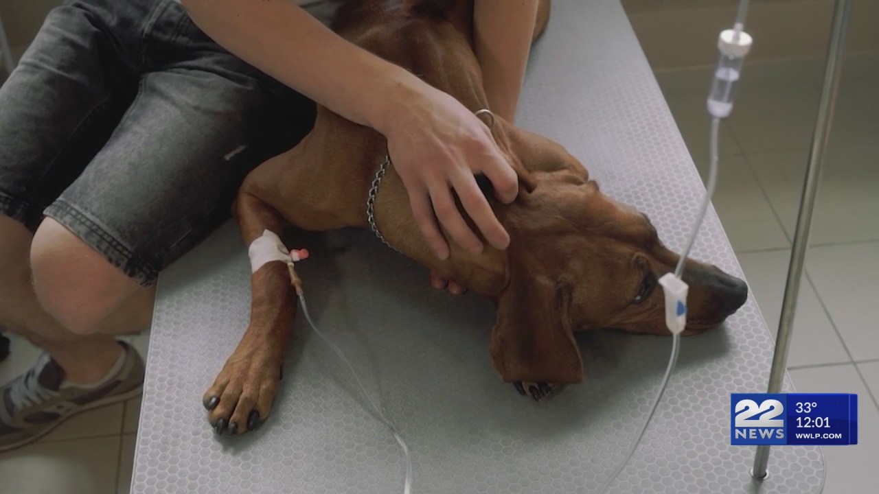 Featured image for Mysterious Dog Illness Spreads Across US, Raising Concerns