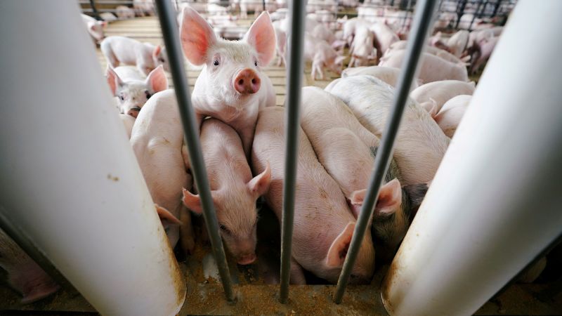 Featured image for California's Anti-Animal Cruelty Law for Pork Upheld by Supreme Court