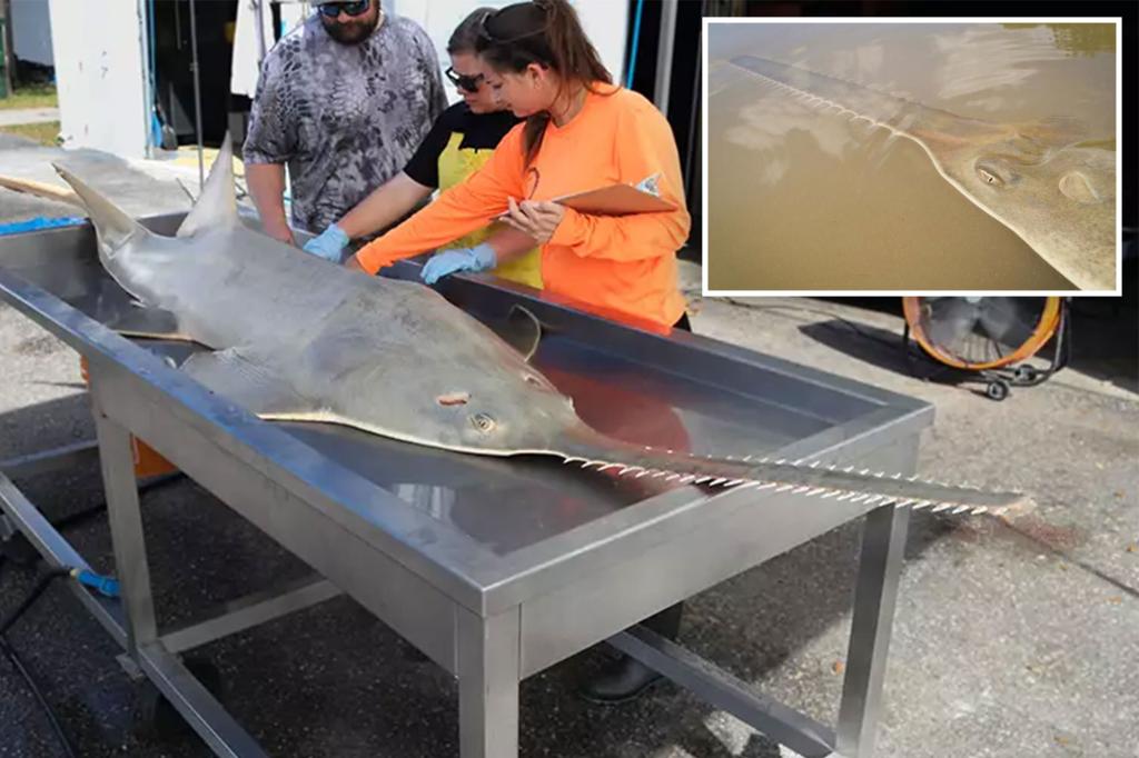Featured image for Mysterious Deaths of Endangered Sawfish Puzzle Experts in Florida