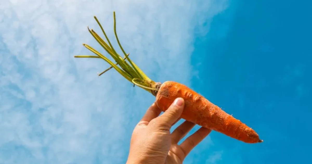 Featured image for Why Carrots Are a Winter Superfood: Top Health Benefits