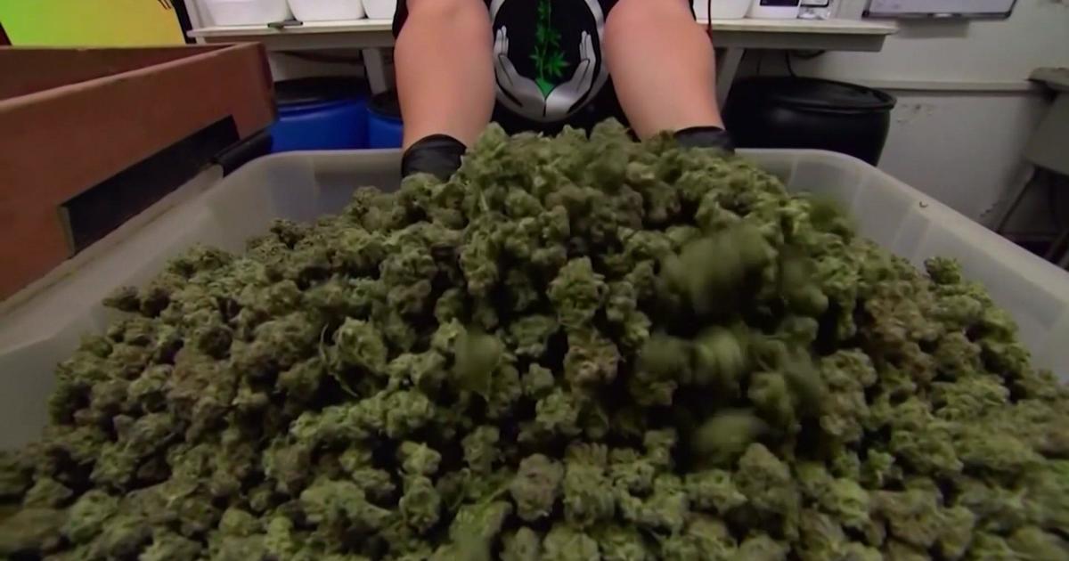 Minnesota's Legal Cannabis: Concerns, Regulations, and Settlements.