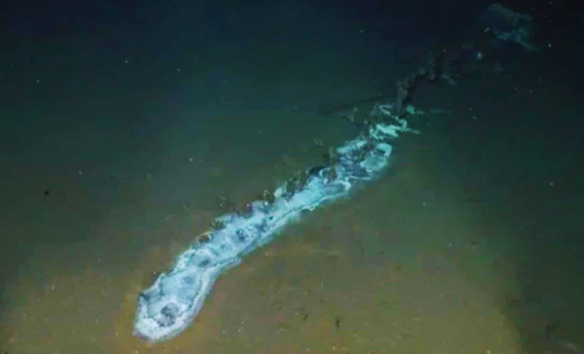 Featured image for Scientists Find Vibrant Ecosystem Near Giant Deep-Sea Creature