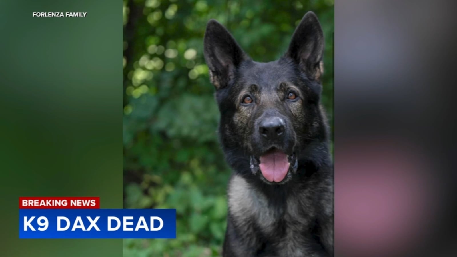 Featured image for Beloved K9 Dax Dies Shortly After Retirement