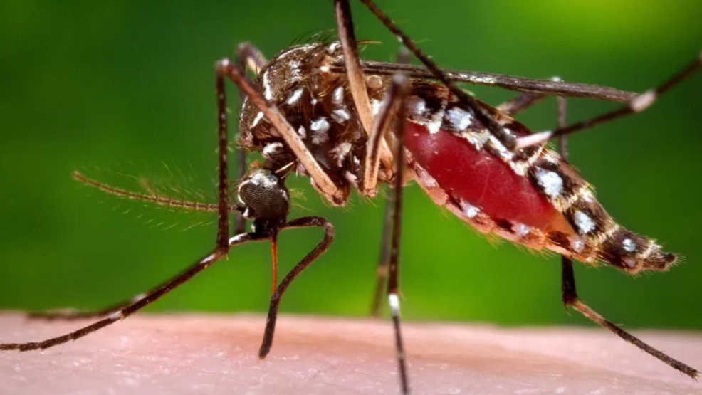 Featured image for West Nile Virus Spreads to Multiple Counties, Raises Concerns