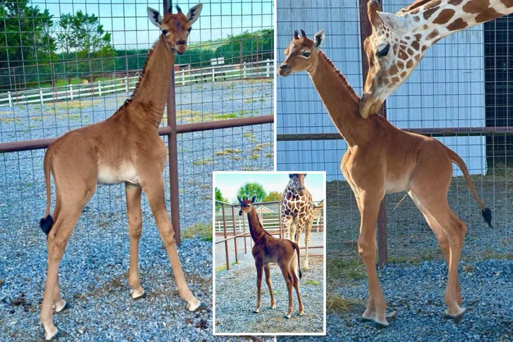 Featured image for Rare Spotless Giraffe Born at Tennessee Zoo