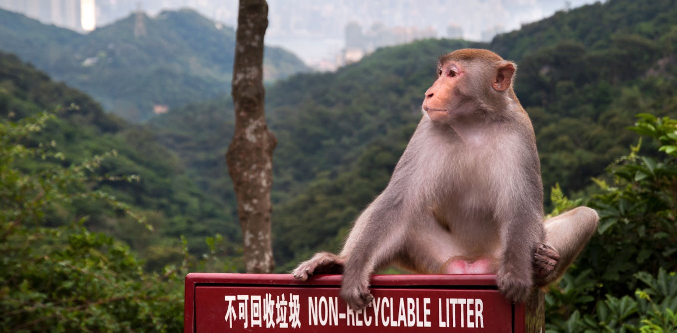 Featured image for "Understanding the Rare B Virus: Human Case After Monkey Encounter"