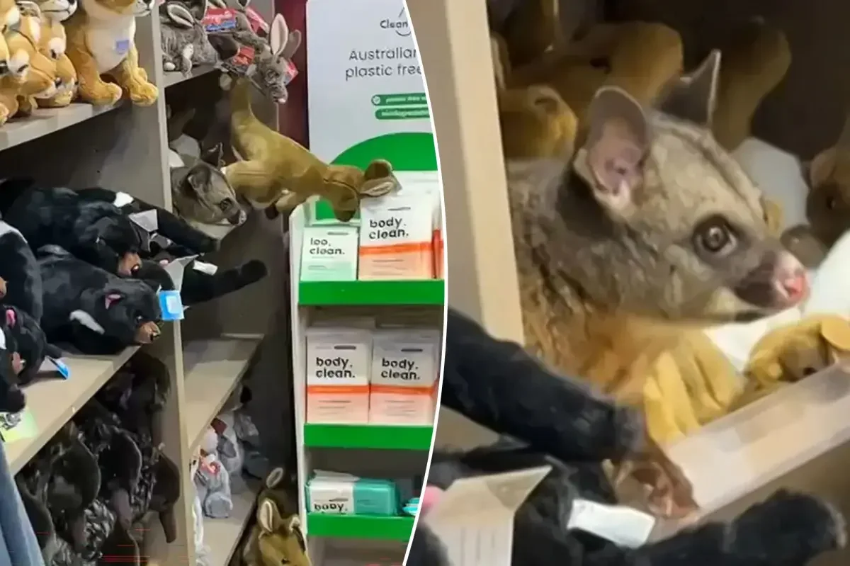 Possum Tries to Blend In With Plush Toys at Hobart Airport Gift Shop