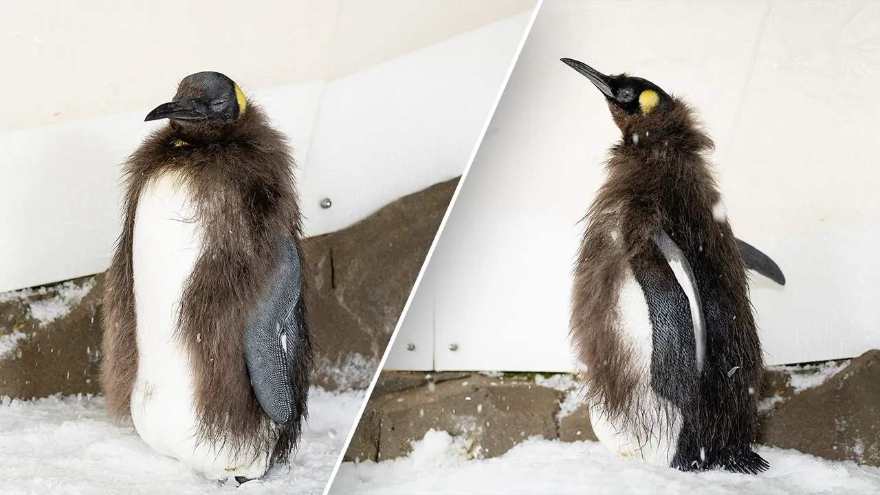 Featured image for Pesto the Penguin Chick Enters Awkward Molting Phase