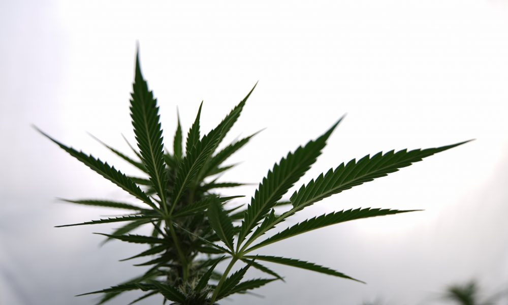 GOP Bill Lifts DC Marijuana Sales Ban, Adds Banking Protections