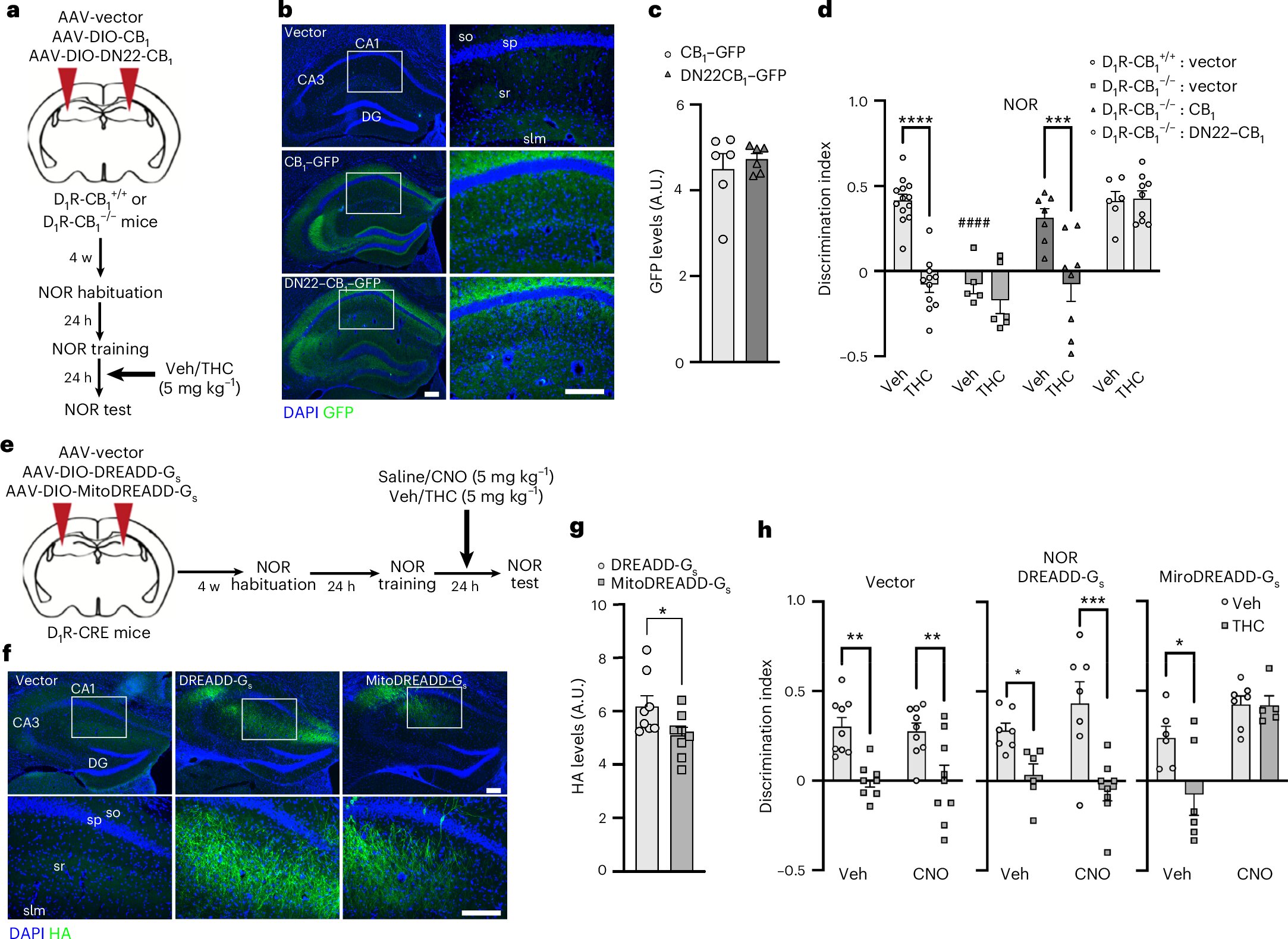 Featured image for Reversing Dementia: Mitochondria-Targeted Therapies Show Promise in Restoring Cognitive Function