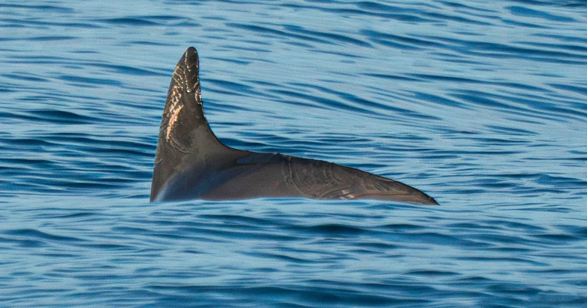 Featured image for Vaquita Porpoise Resists Extinction in Mexico's Gulf of California