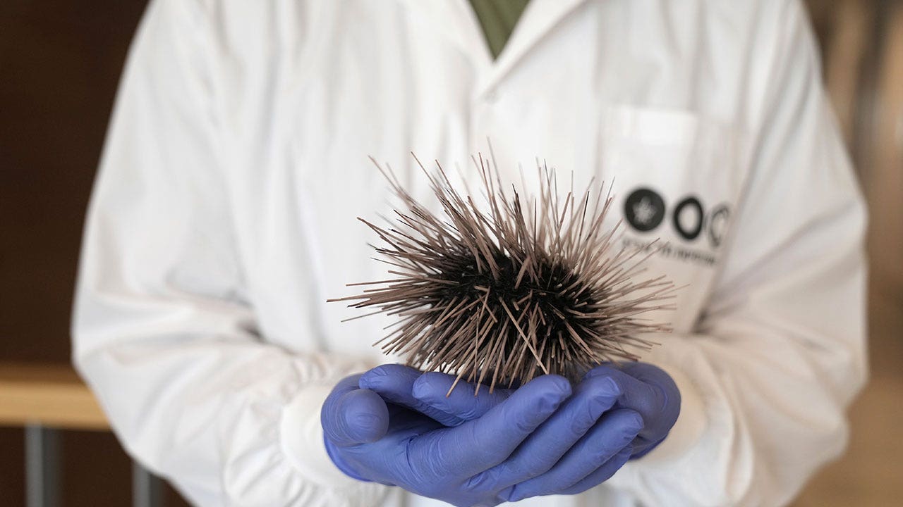 Featured image for Sea Urchin Die-Off Threatens Coral Reefs in Israeli Gulf