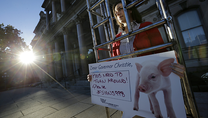 "Governor Murphy Takes Action: Banning Pig Crates, Protecting Stalking Victims, and Expanding Restraining Orders"
