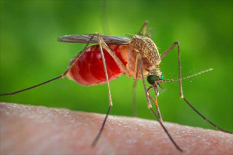 West Nile Virus Spreads in California Counties