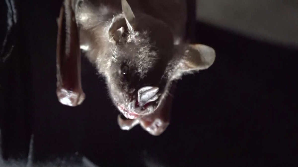 Bat Incident in Arizona Leads to $21K Medical Bills for Woman