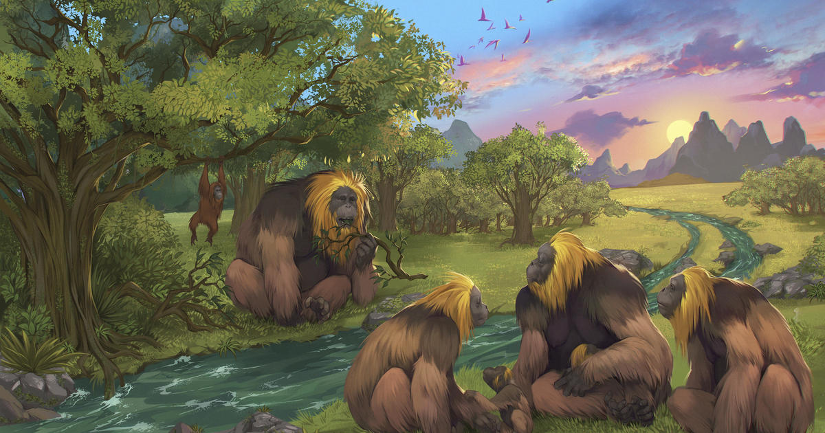 Featured image for "The Extinction of the Largest Great Ape: Unraveling the Mystery"