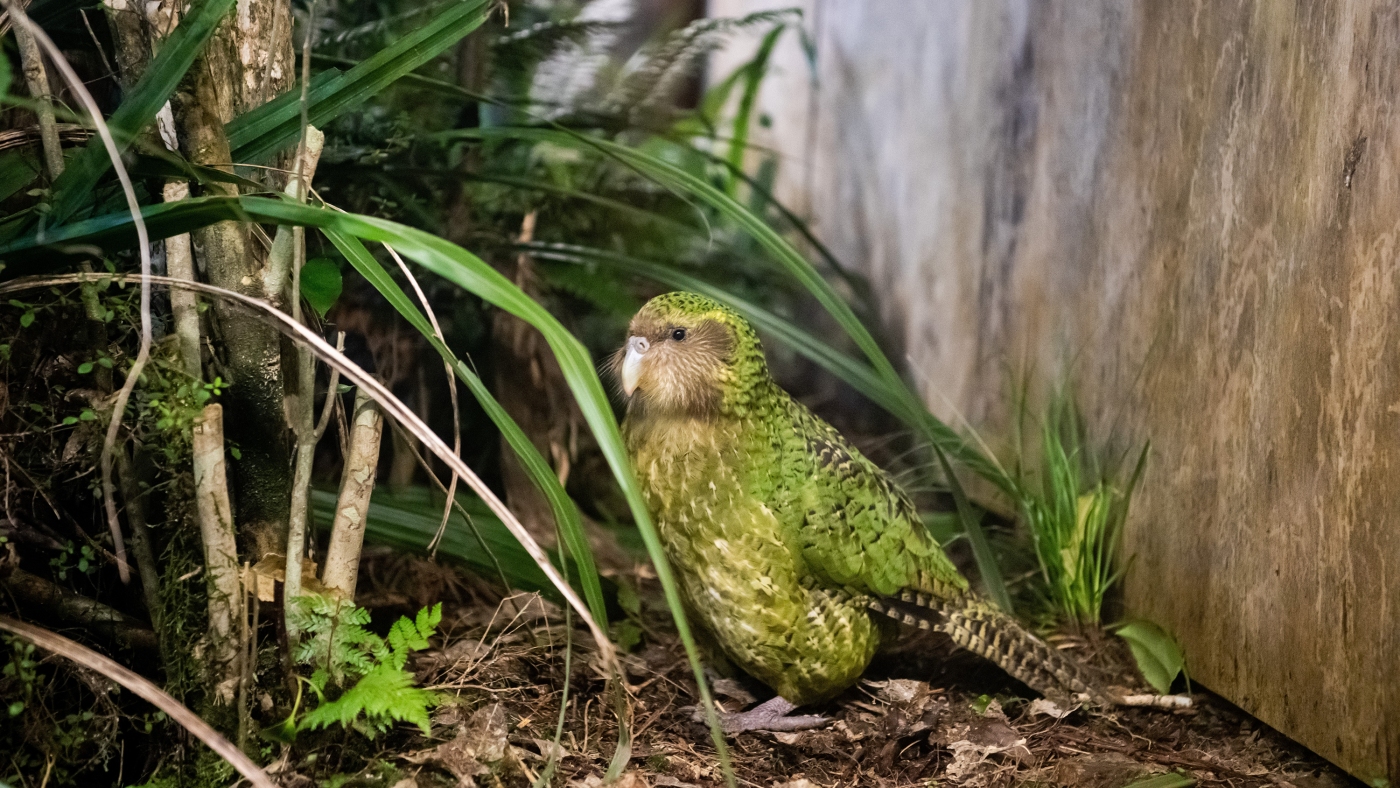 Featured image for New Zealand Uses AI and Genetics to Protect Rare Birds