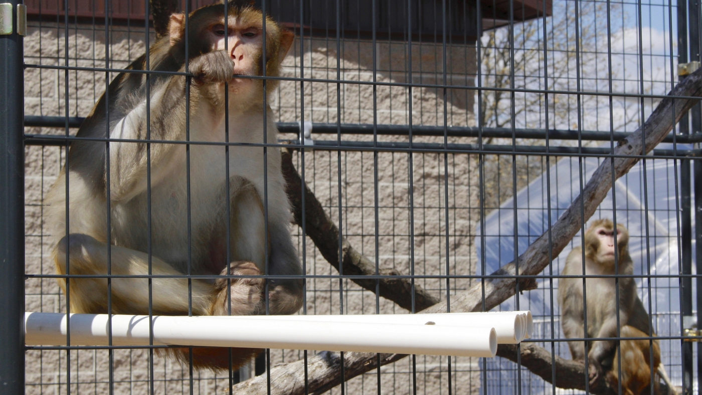 Featured image for 43 Monkeys Escape South Carolina Research Facility, Prompting Search