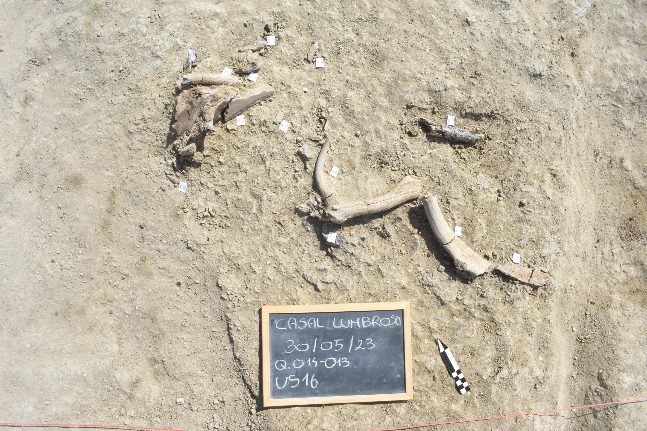 Featured image for Ancient Elephant Bones Uncover Rome's Hidden Innovation