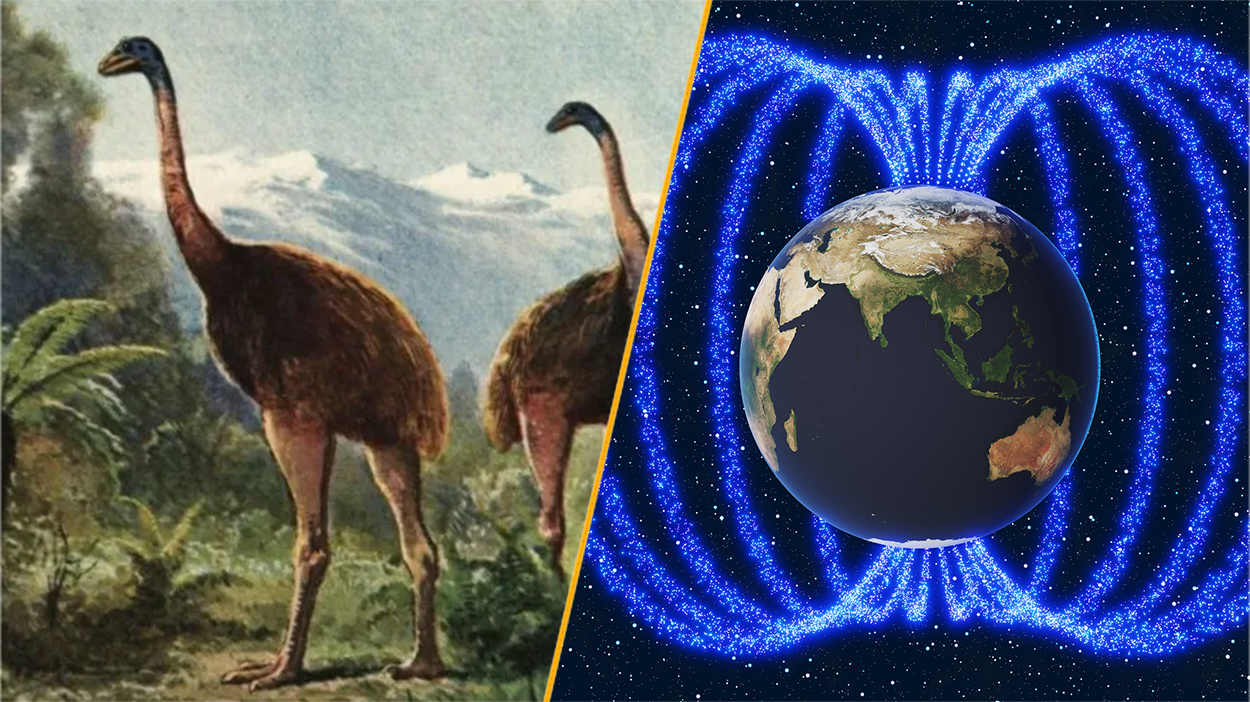 Featured image for De-Extinction Efforts Aim to Bring Back the Giant Moa and Shift Earth's Poles