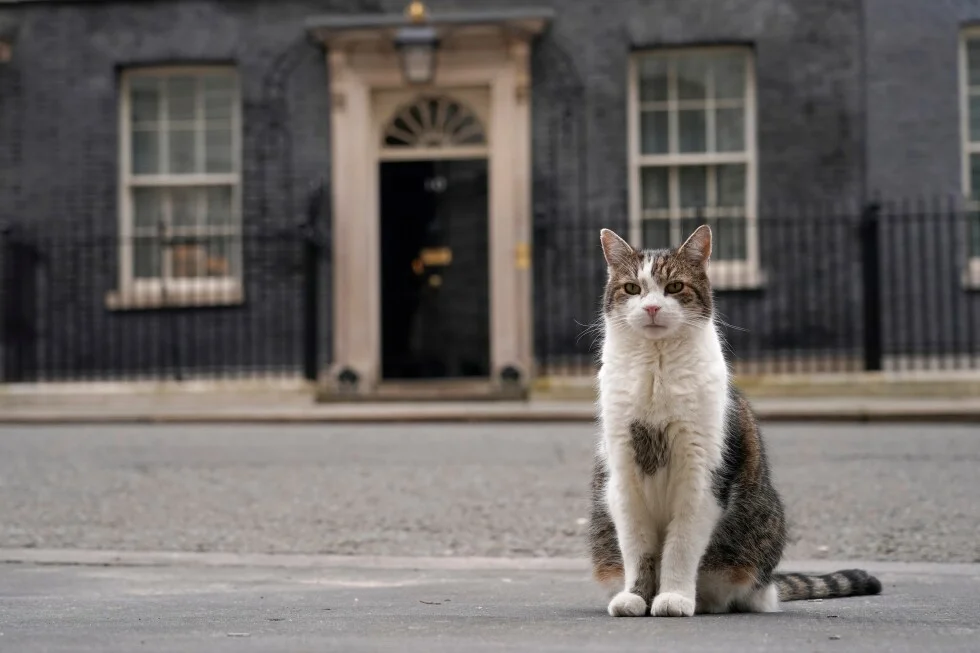 Larry the Cat marks 15 years as Downing Street's Chief Mouser