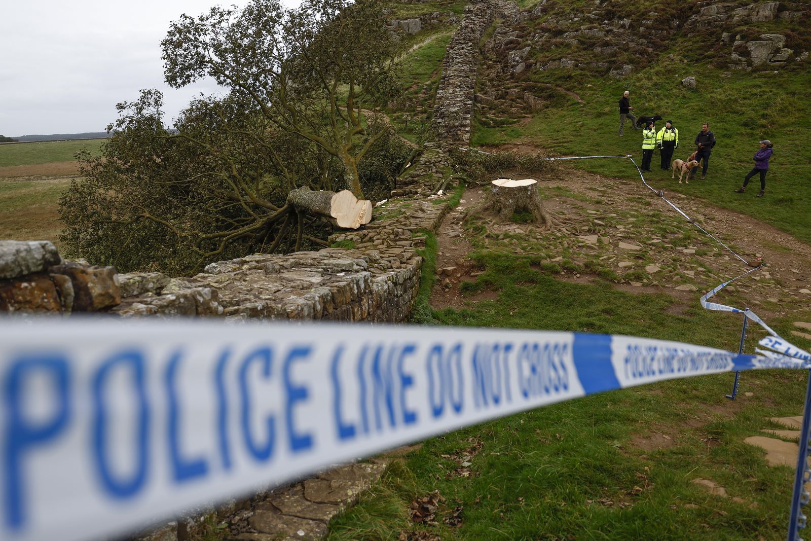 Featured image for Vandalism Confirmed: Sycamore Gap Tree Felling Damages Hadrian's Wall