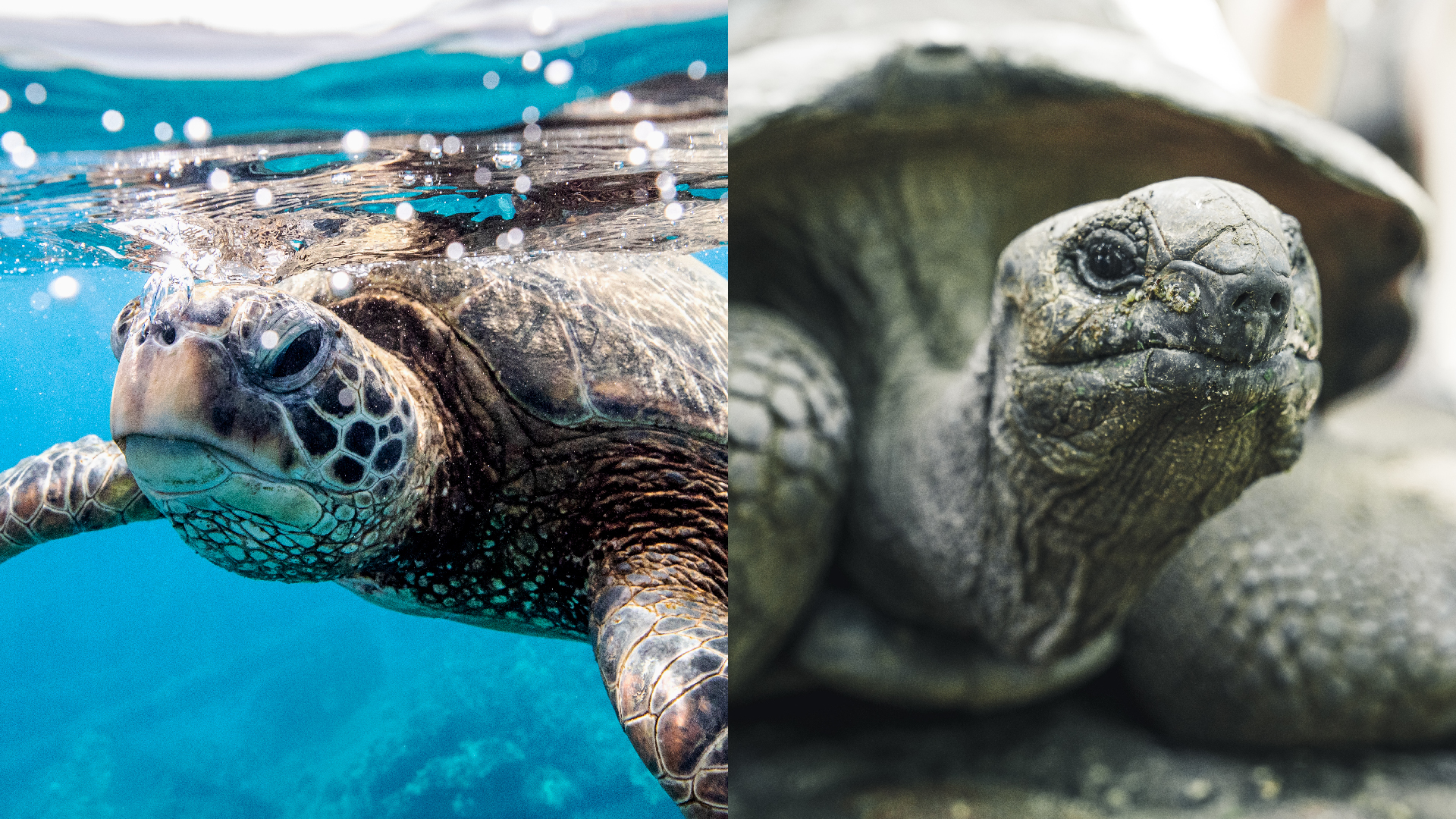 Featured image for Turtle vs. Tortoise: Key Differences Explained