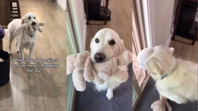 Toy Dilemma Ends in a Walk: Golden Retriever Trades Bunny for a Stroll