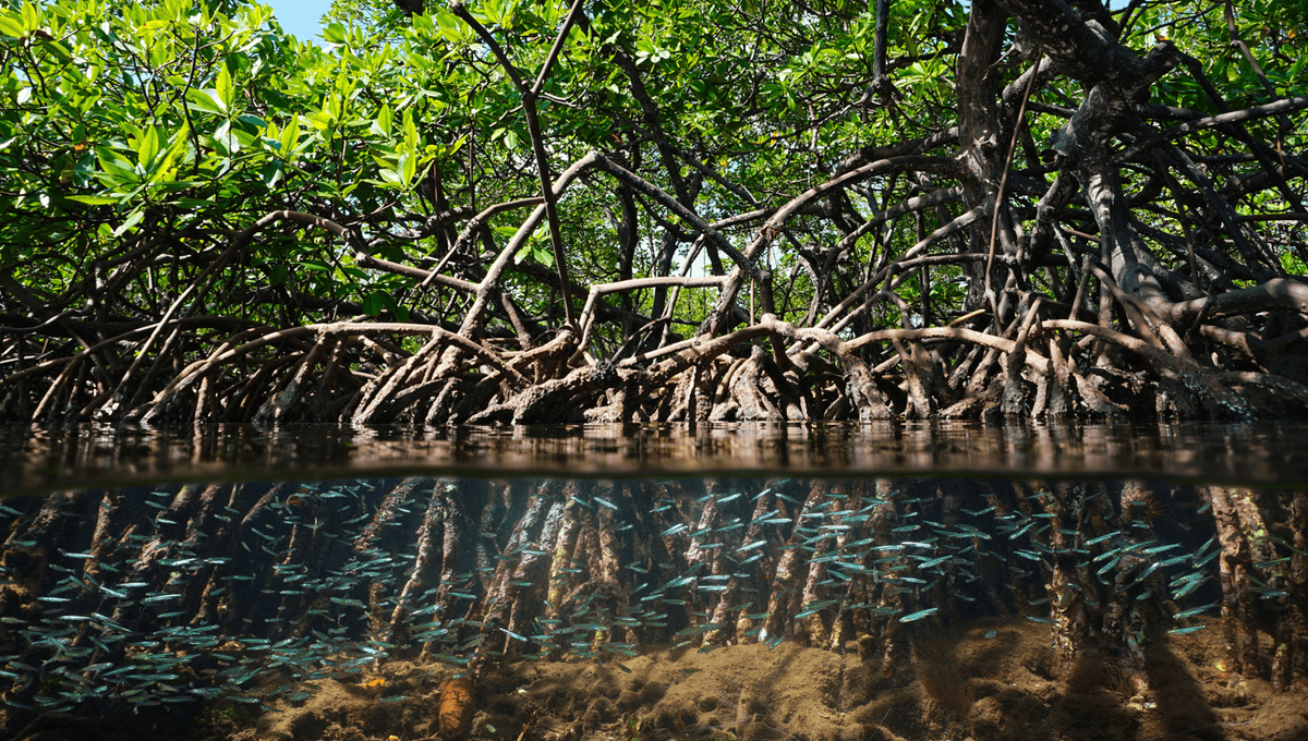 Featured image for "Rediscovery of 22-Million-Year-Old Fossilized Forest Buried by Ancient Volcanic Eruption"