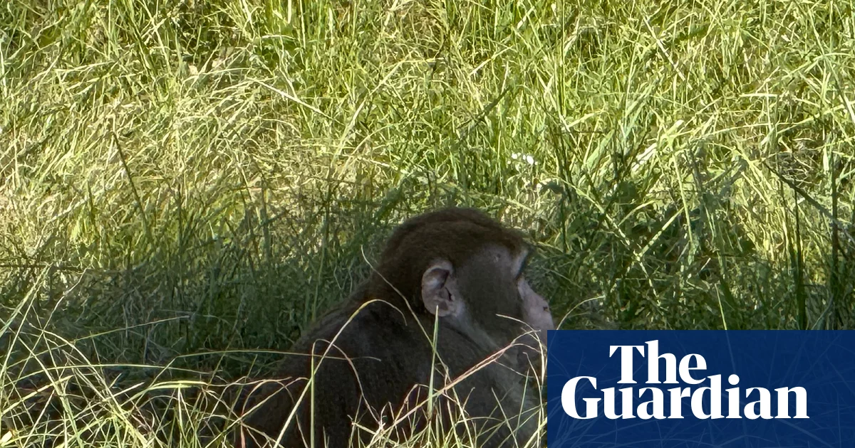 Featured image for Mississippi Monkey Escape After Truck Crash