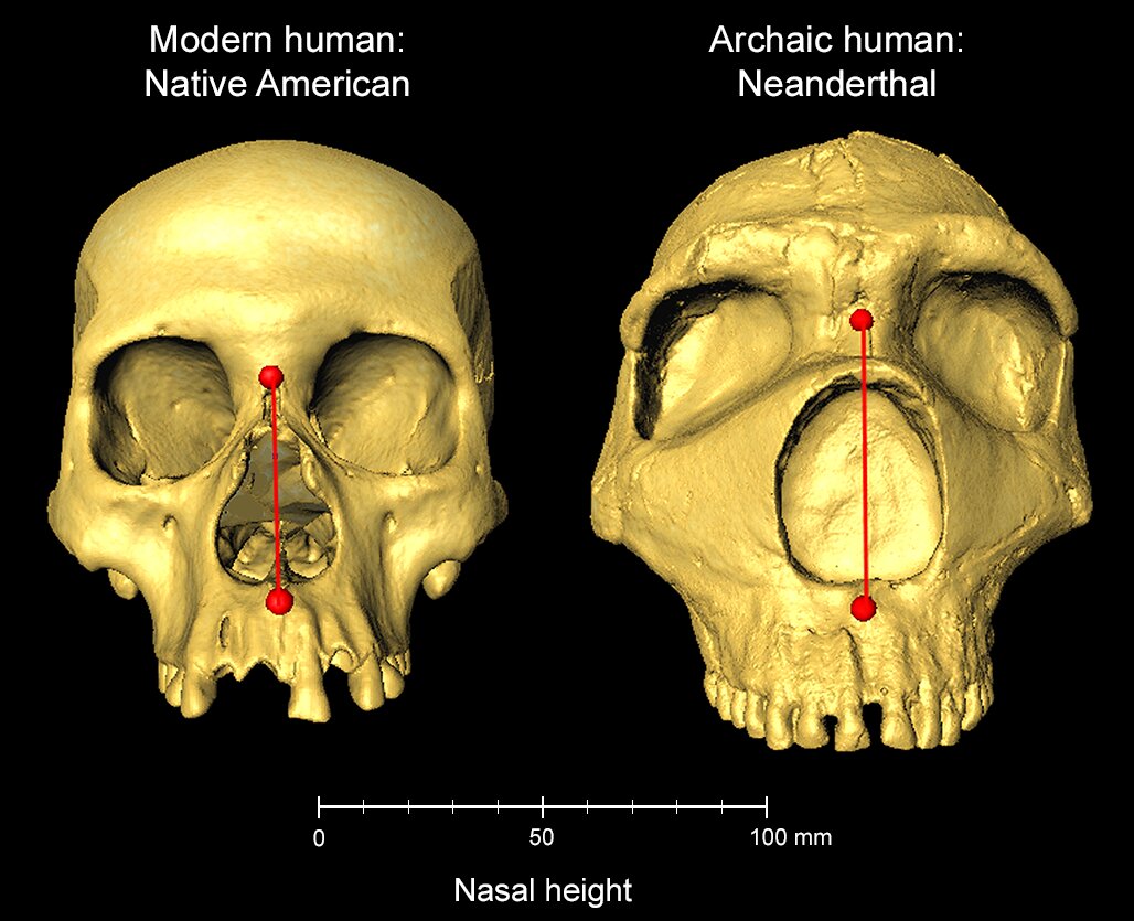 Featured image for Neanderthal DNA Influences Human Nose Shape, Study Shows