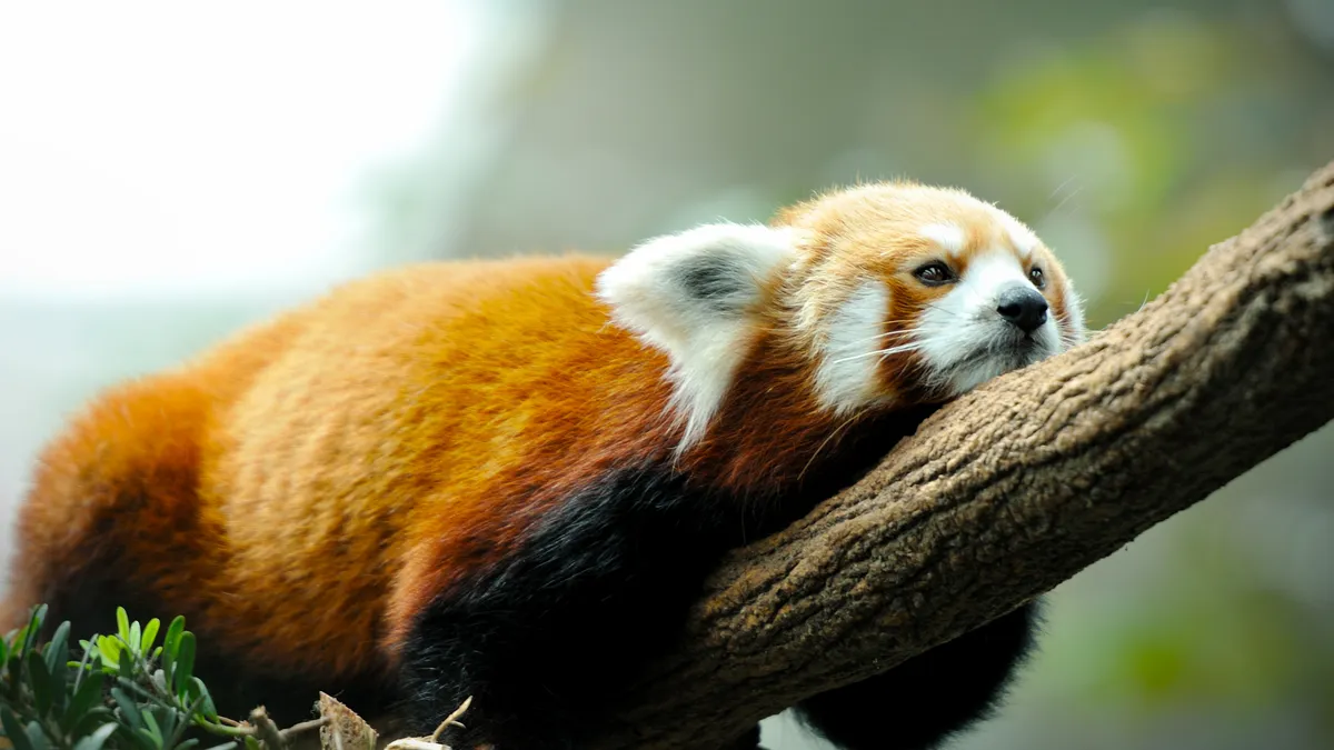 Featured image for "Firefox's Decline Signals Troubled Waters for Web Browser Diversity"