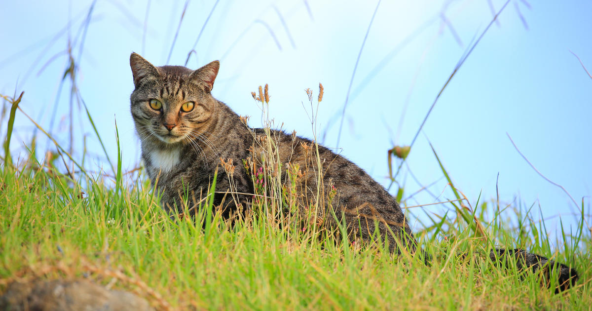 Featured image for Protesters allege school children used dead cats to taunt them at New Zealand animal hunt weigh-in.