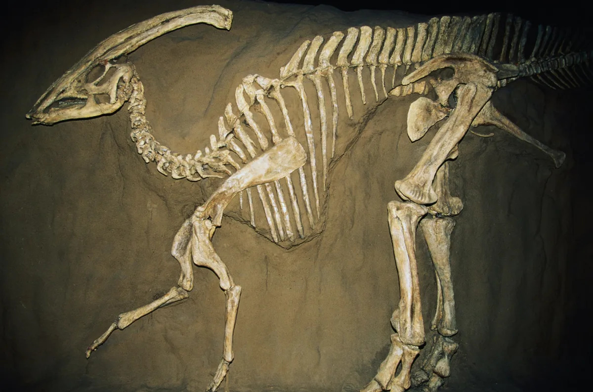 Featured image for "Secret Keeper: Man Hides 70-Million-Year-Old Dinosaur Fossil for 2 Years"