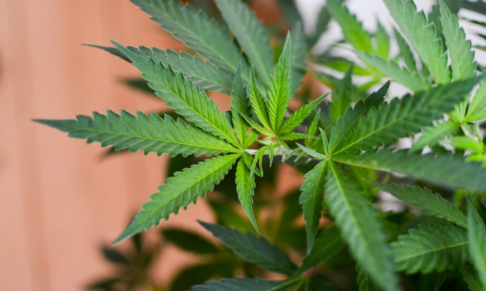 Ohio Marijuana Legalization Measure Falls Short of November Ballot, Activists Given 10 Days to Collect More Signatures