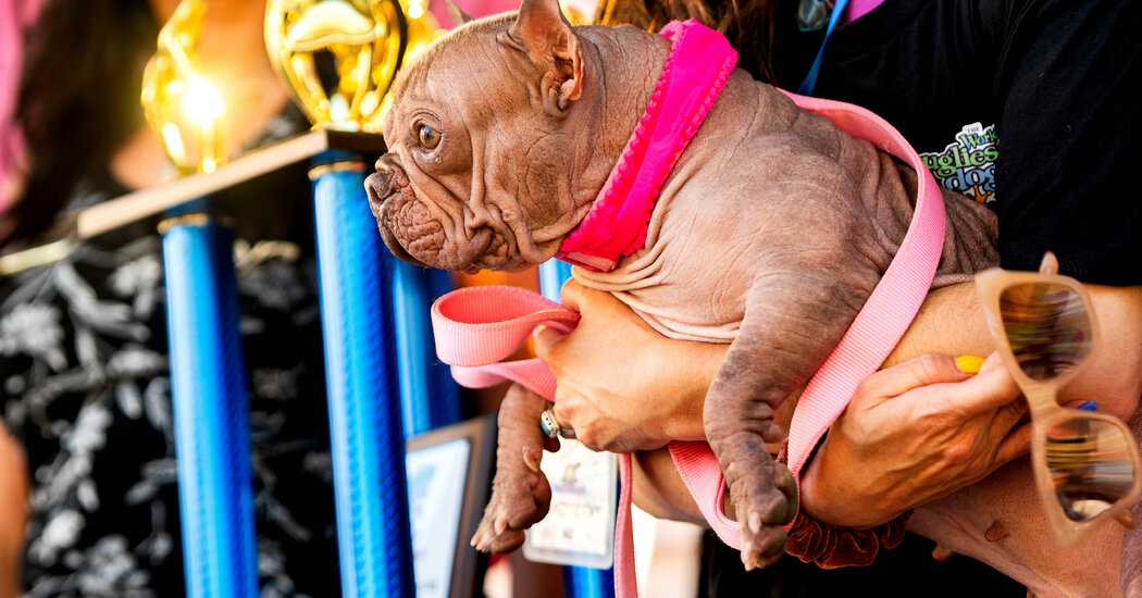 Featured image for Petunia Crowned World's Ugliest Dog for Her Loving Spirit